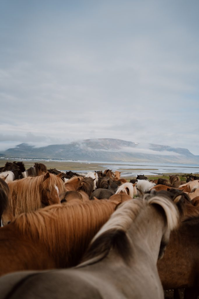 Perlen_des_Skagafjorðurs Pferde