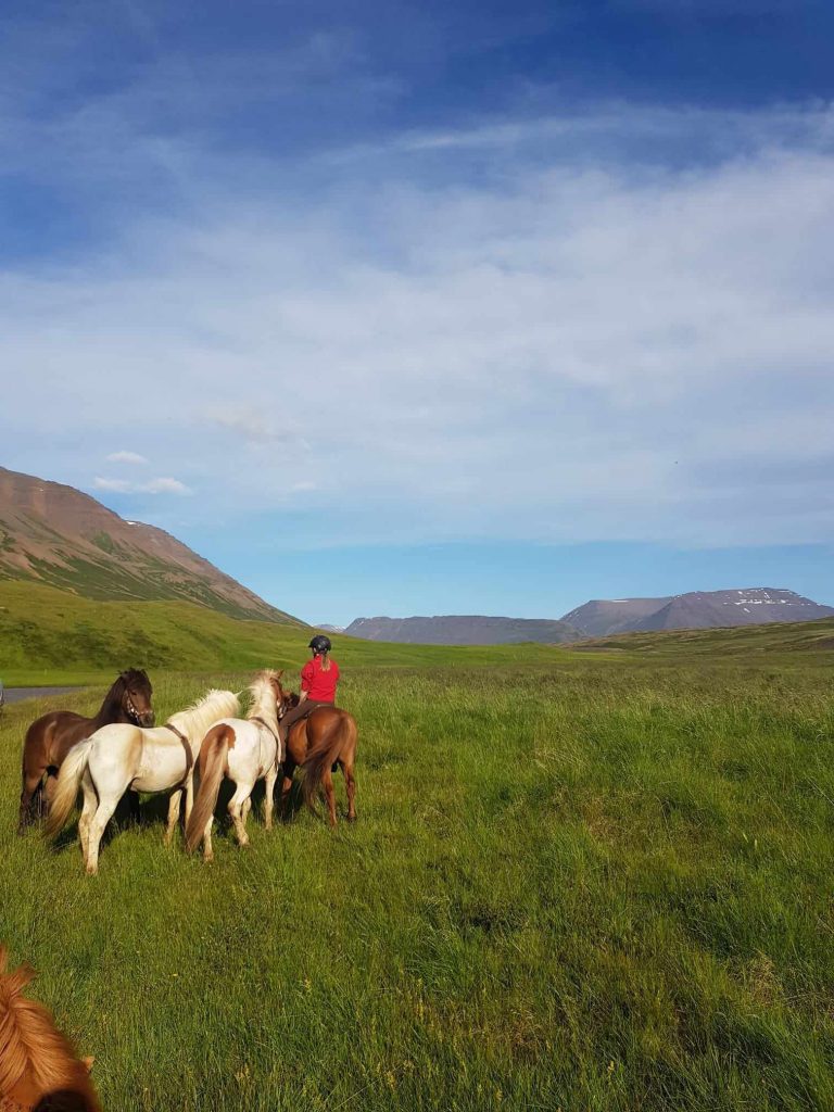 Perlen_des_Skagafjorðurs_ Wiesen